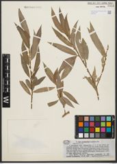 Foto von Salix pycnostachya Andersson